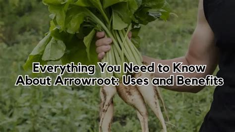  Arrowroot! การใช้ประโยชน์และการผลิตของมันที่คุณต้องรู้