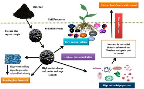  Biochar การย่อยสลายอินทรีย์วัตถุดิบและการคืนชีพให้แก่ดินที่อ่อนล้า!